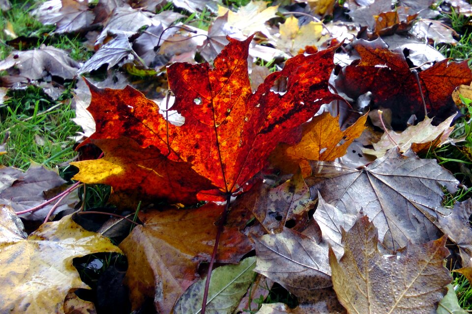Leaves colorful fall color