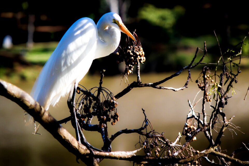 Nature animals ecology