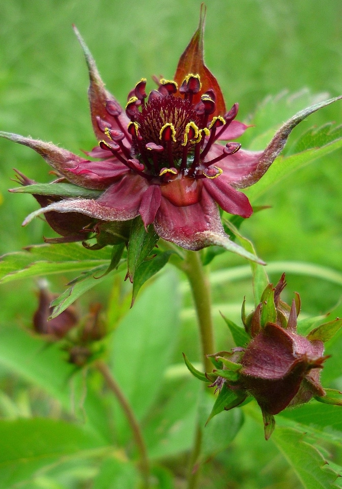 Marsh cinquefoil waterside shrub shrub