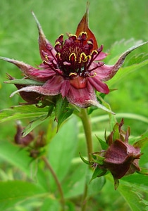Marsh cinquefoil waterside shrub shrub
