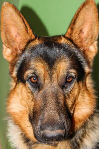 Domestic animals dog smiling pet