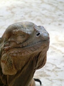 Animal scaly lizards
