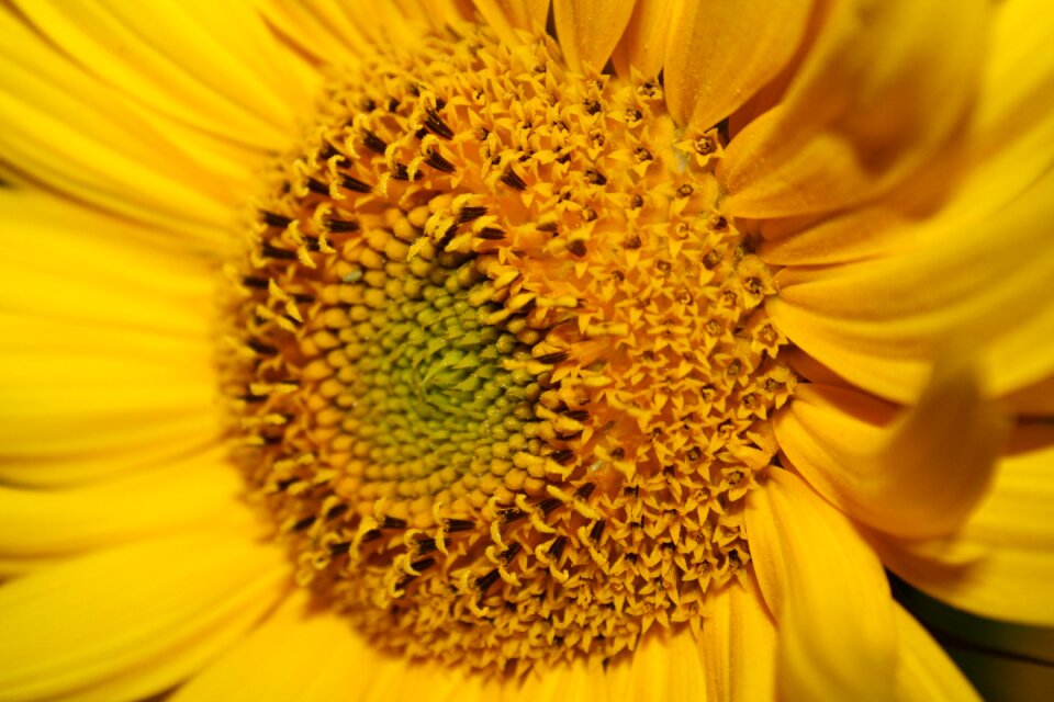 Bloom summer plant