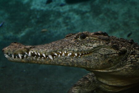 Miami lizard reptile