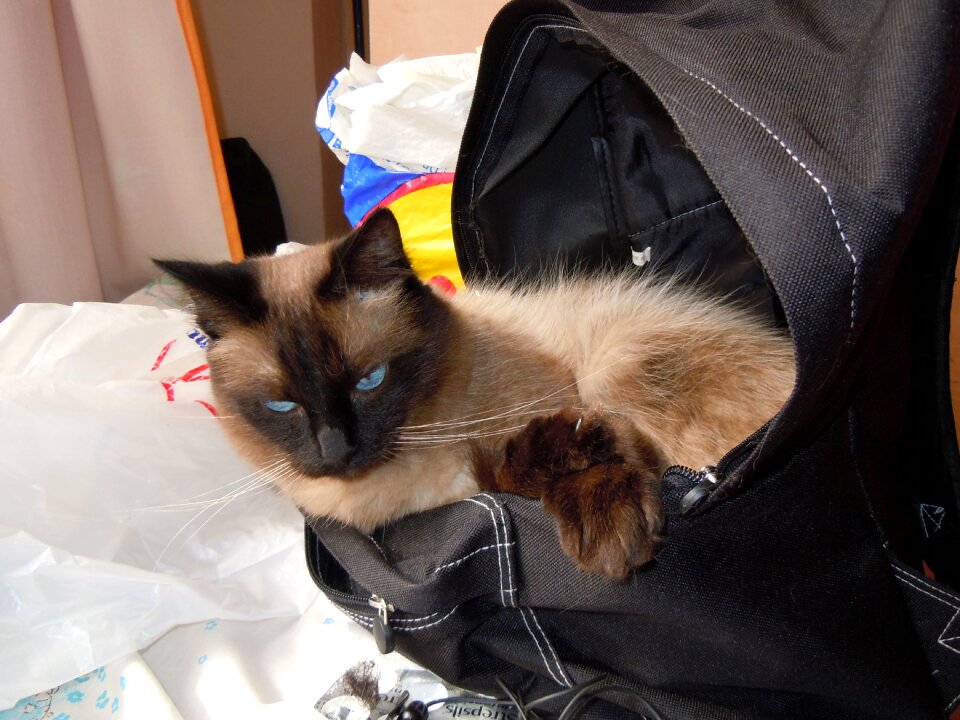 Domestic feline animal