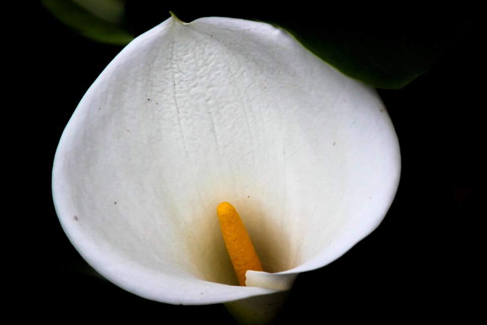 Garden flowers spring