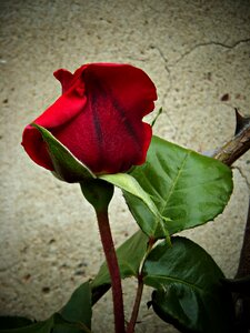 Warmth petals velvet