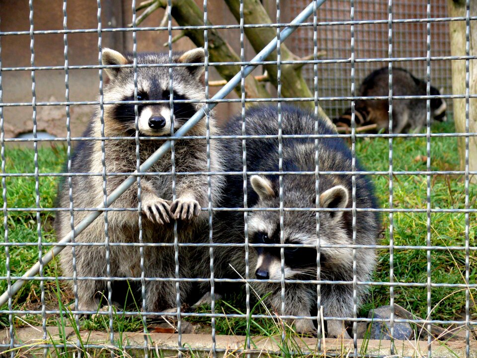 Fur animal world outdoor enclosures