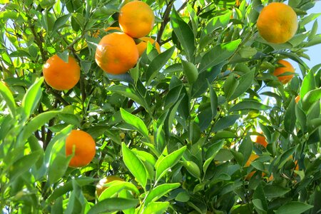 Tree nature fruit