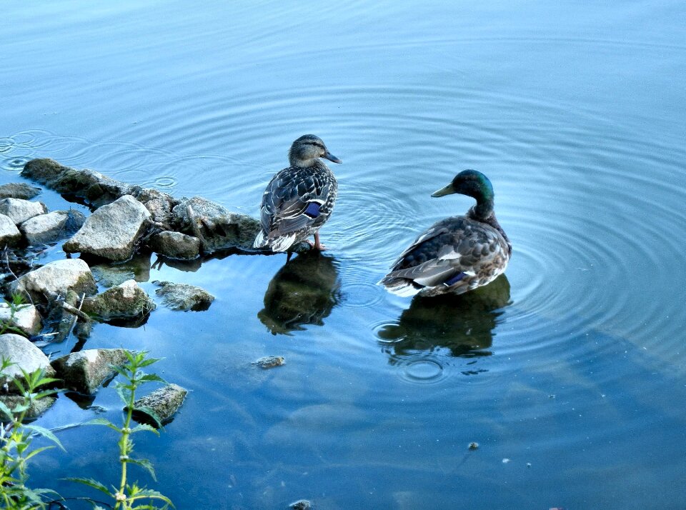 Waterfowl water river