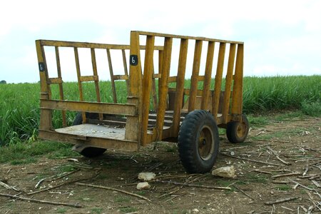 Sugar cane field cart photo