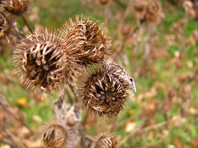 Outdoor death flower