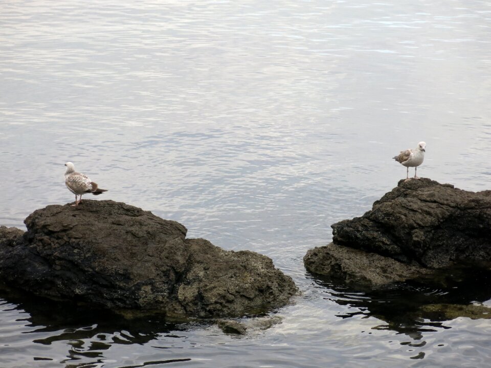 Sea bird rock