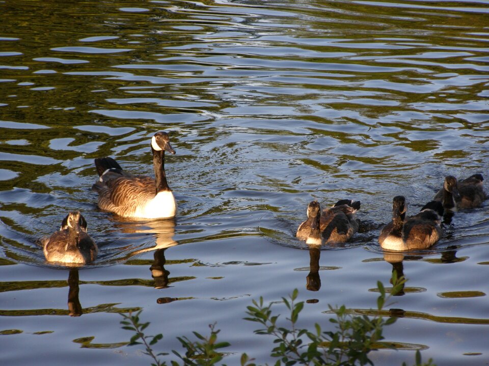 Bird nature
