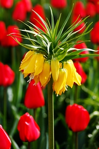 Tulip green background photo
