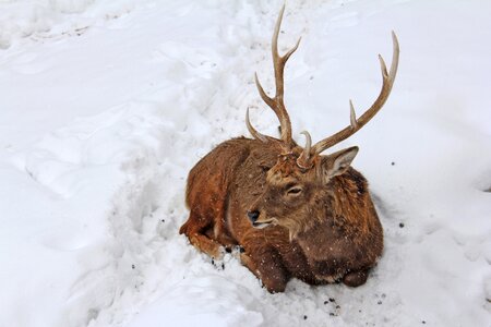 Ezo deer winter cold