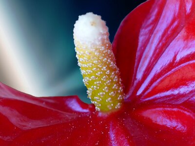 Anthurium adreanum flower floral
