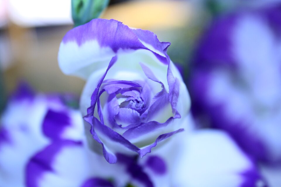 Colorful purple nature