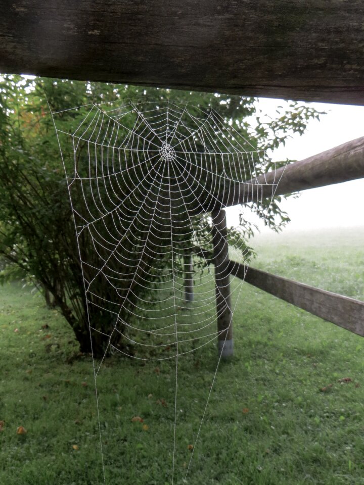 Morgentau fog ripe