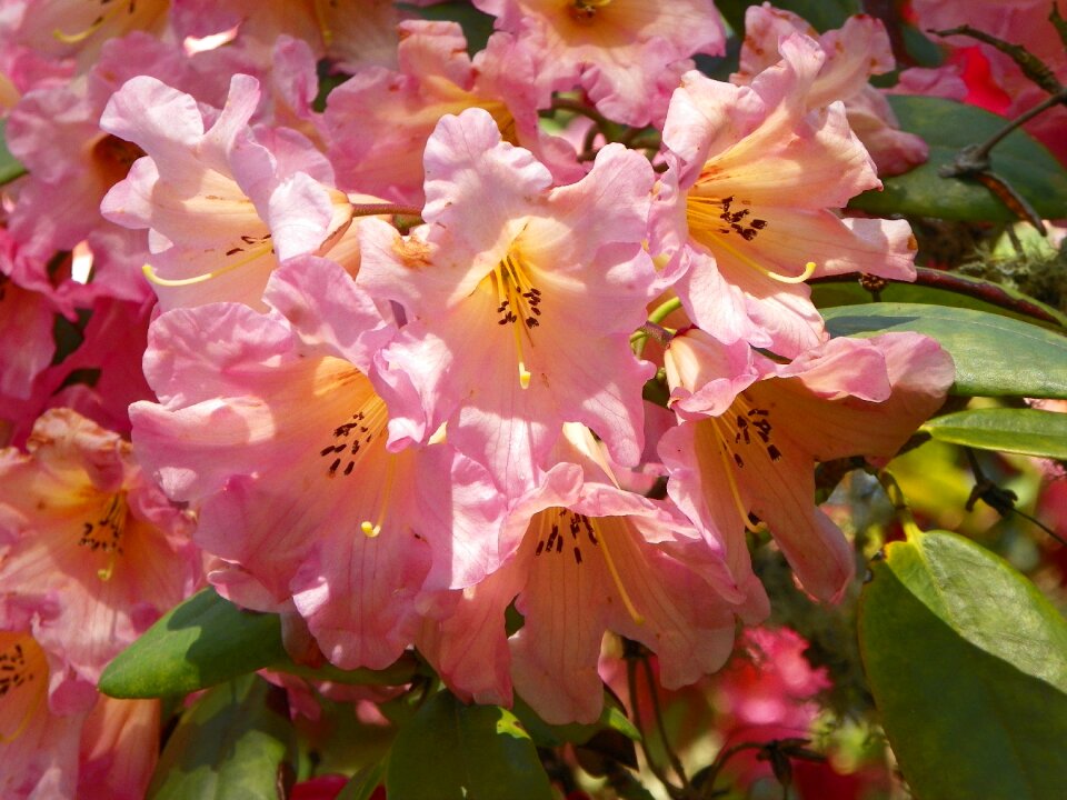 Spring blossom bloom