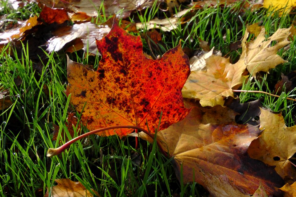 Leaves colorful fall color