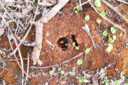 Salento anthill ants