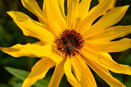 Plant yellow bee photo
