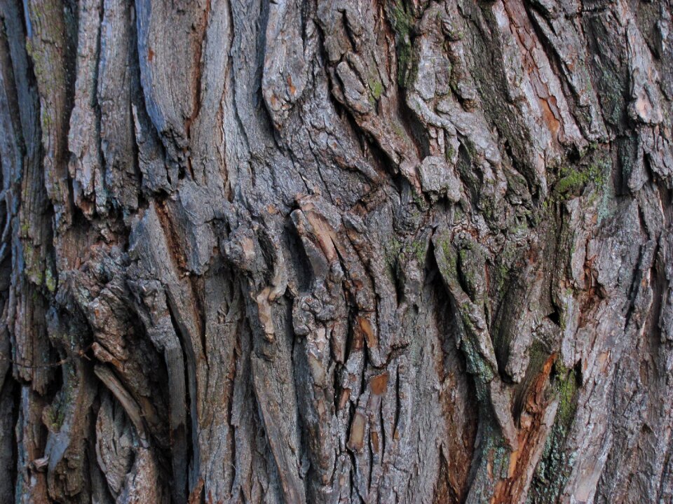 Park outdoor tree trunk
