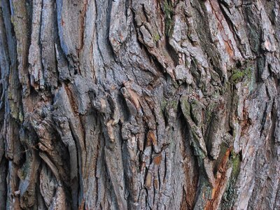 Park outdoor tree trunk