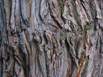 Park outdoor tree trunk photo