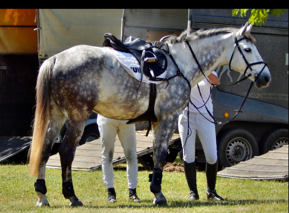 Hooves animal horse racing