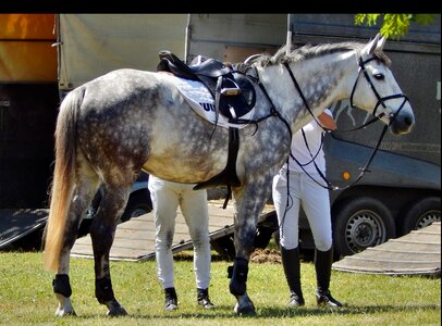 Hooves animal horse racing