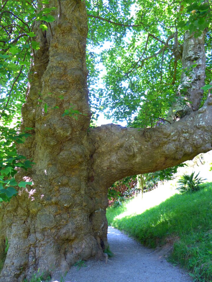 Powerful thicker stem tree