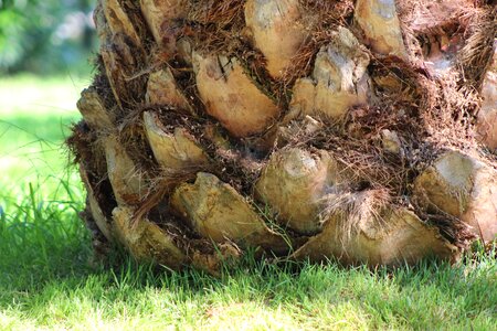 Trunk palm tree