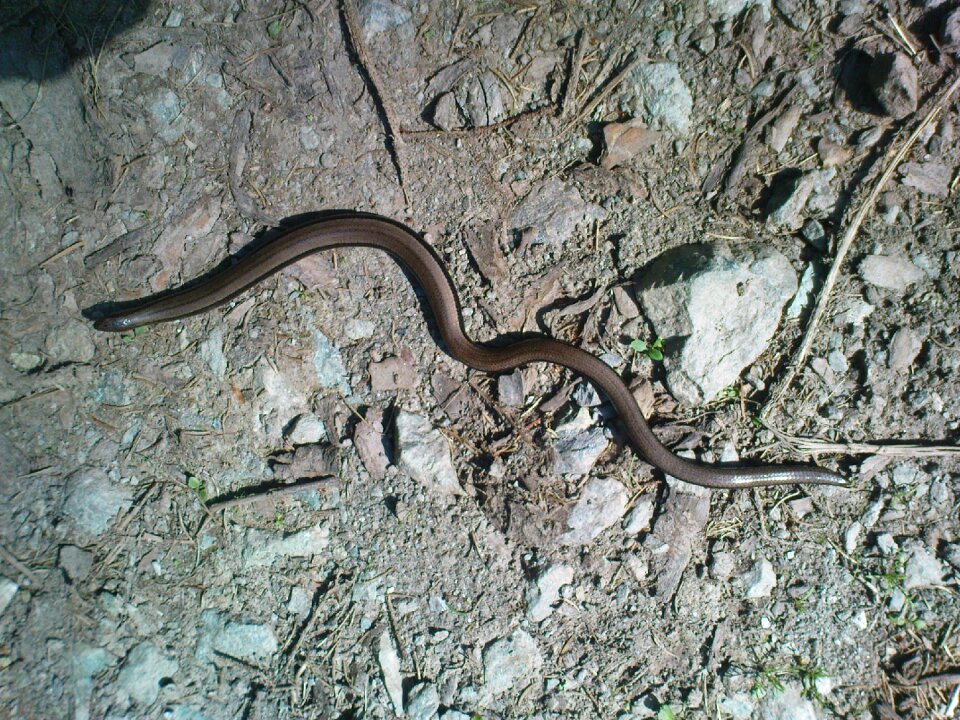 Slow-worm snake lizard