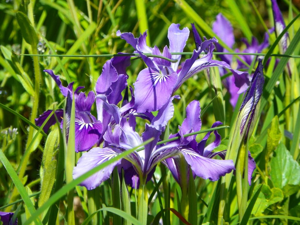 Green pasture lilac