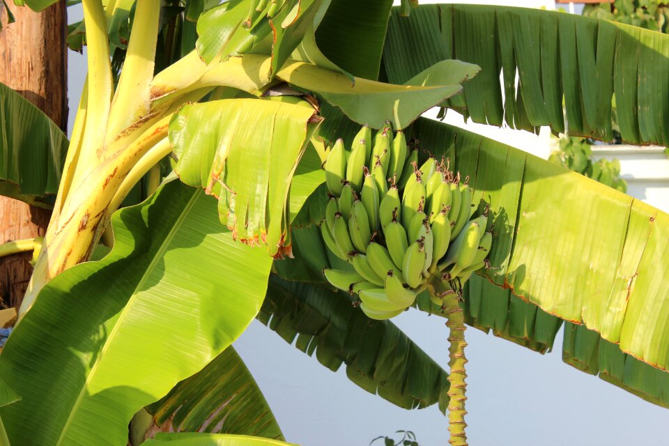 Palm tree