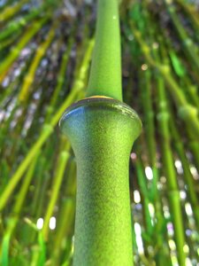 Green stalk bamboo stick photo