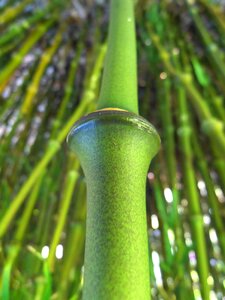 Green stalk bamboo stick