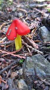 Schneck ling related hygrocybe mushroom