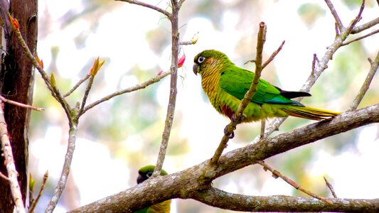 Parrot bird tropical birds photo