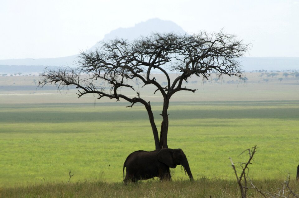 Green african elephant mammal