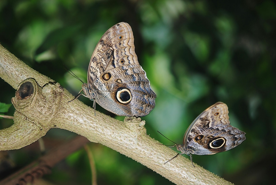 Limb ramus butterfly