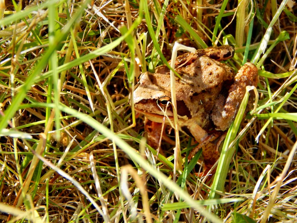 The frog amphibian a toad