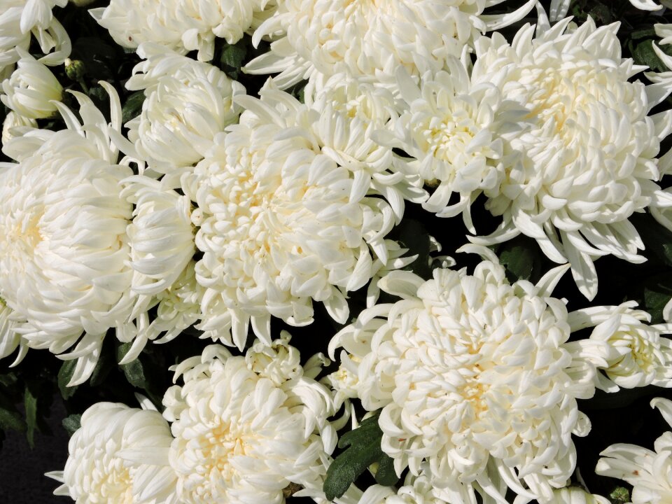 White bloom purity