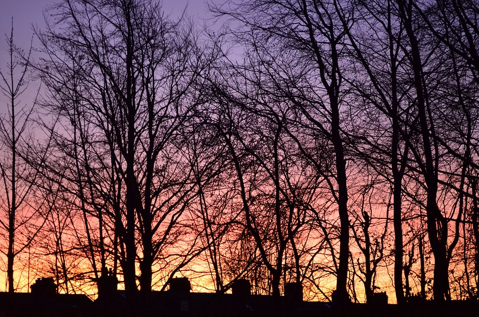 Nature evening red