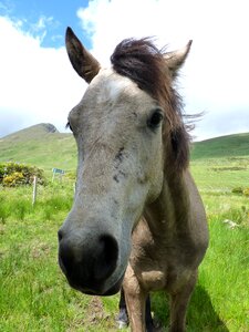 Animal mane horse head