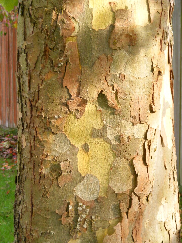 Sycamore platanaceae tree