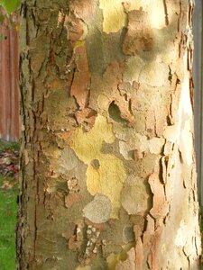 Sycamore platanaceae tree