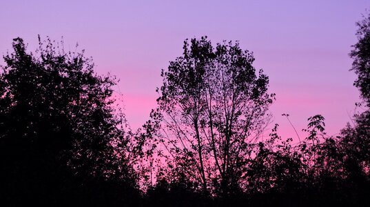 Trees horizon twilight photo